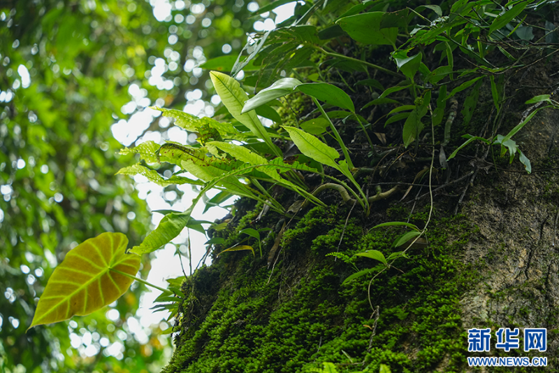 附著在八蕊單室茱萸表皮上的植物（7月7日攝）。新華網(wǎng)發(fā)