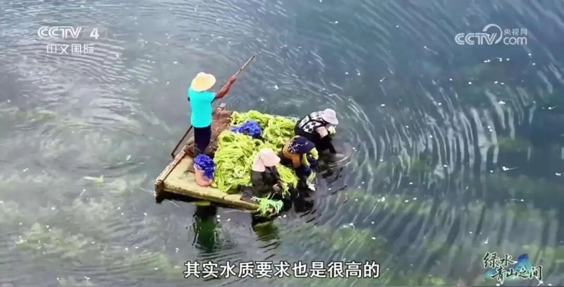 綠水青山之間·湖光生金[00-00-52][20250813-164002539].jpg