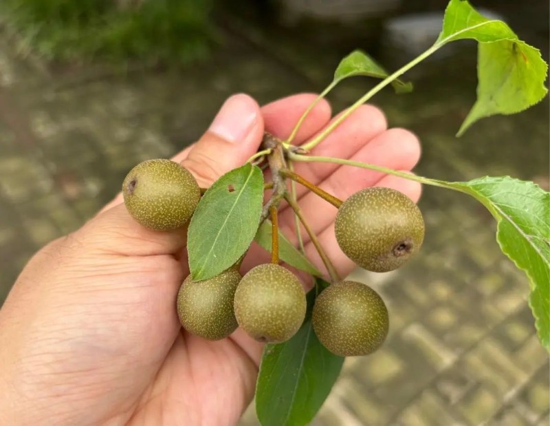 圖片