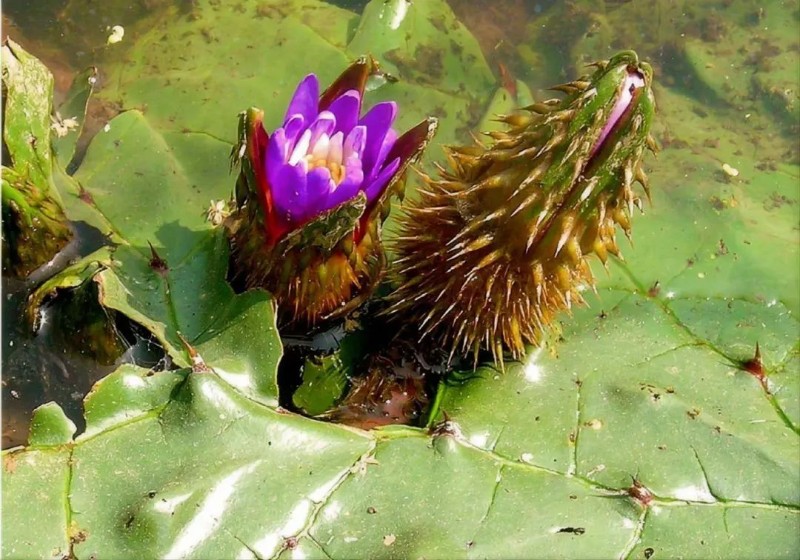 圖片