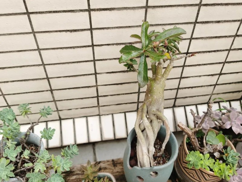 圖片