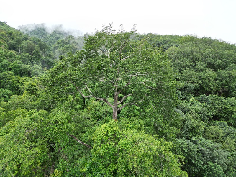 樹冠層高于其他植物的四數(shù)木（7月2日攝）。新華網(wǎng)發(fā)（徐華陵 攝）