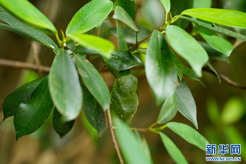 偽裝在樹葉間的黑蹼樹蛙（資料圖）。新華網(wǎng)發(fā)（張鵬 攝）