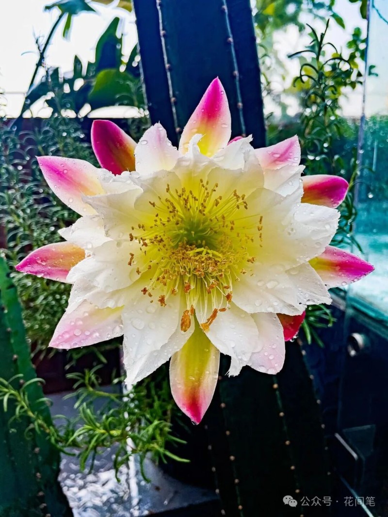 圖片
