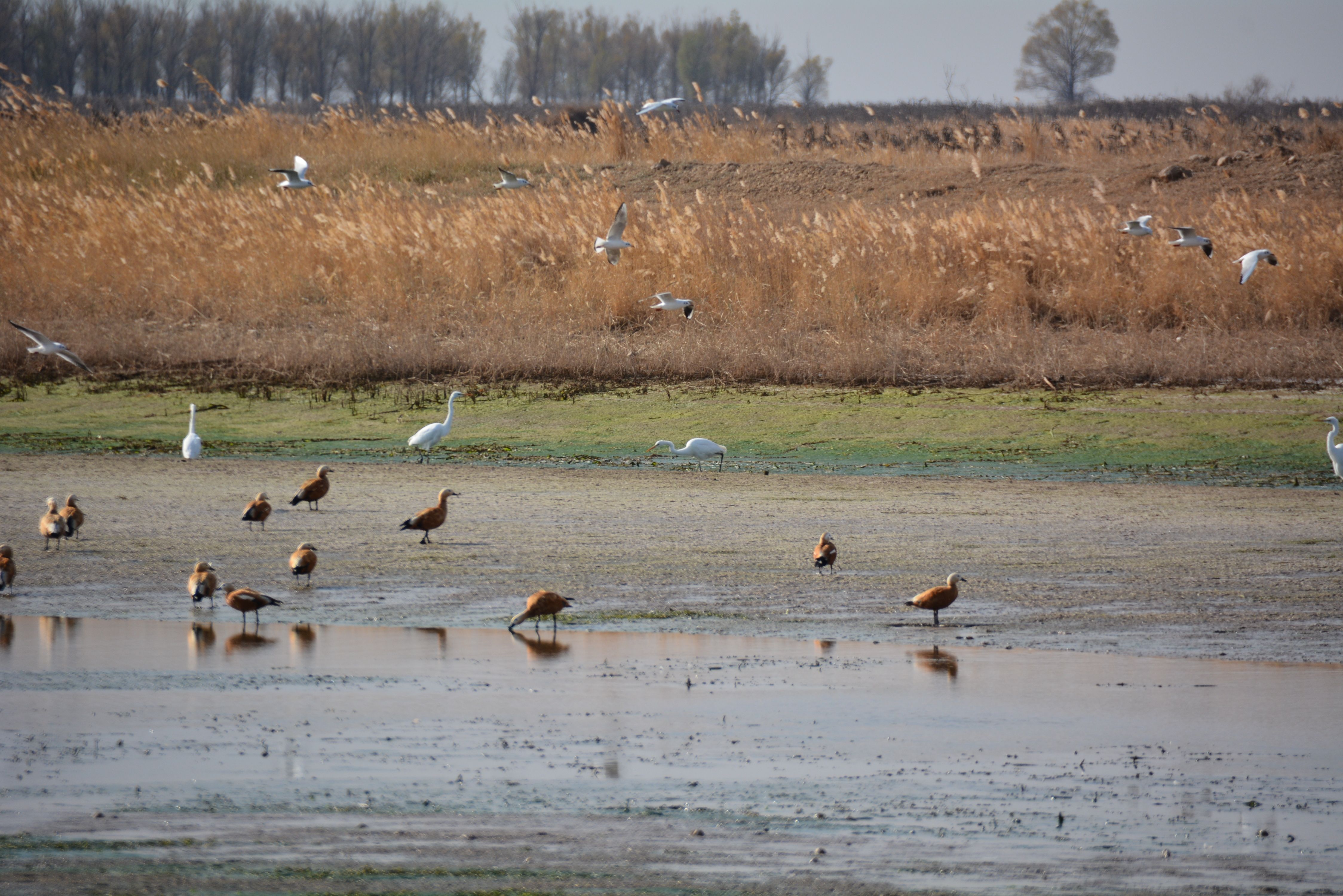 内蒙古临河黄河国家湿地公园鸟类一览 _湿地中国_www.shidi.org