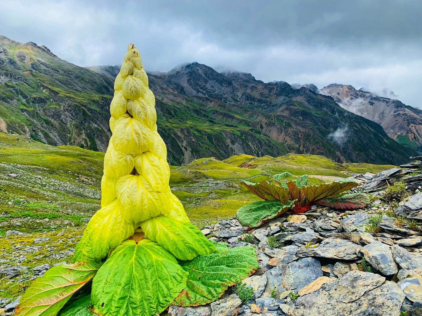 生态云南| 高山植物奇种“小巨人”——塔黄、苞叶大黄（水黄）_www.isenlin.cn