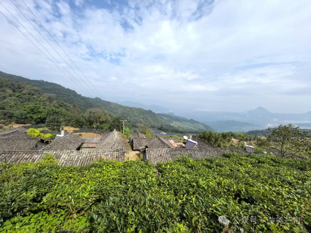 一棵茶树一年收益10多万元！芒市这棵1200多年树龄的茶树依然丰产！ - 关注森林