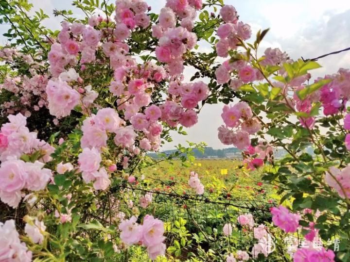 《掌上曲靖》马龙:3000亩食用玫瑰花竞相绽放