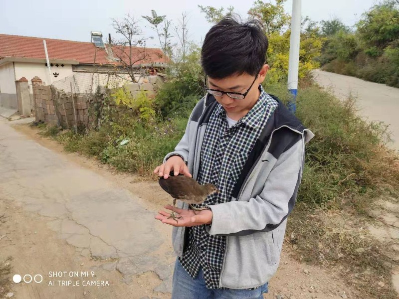 工作人员接收黑水鸡幼鸟