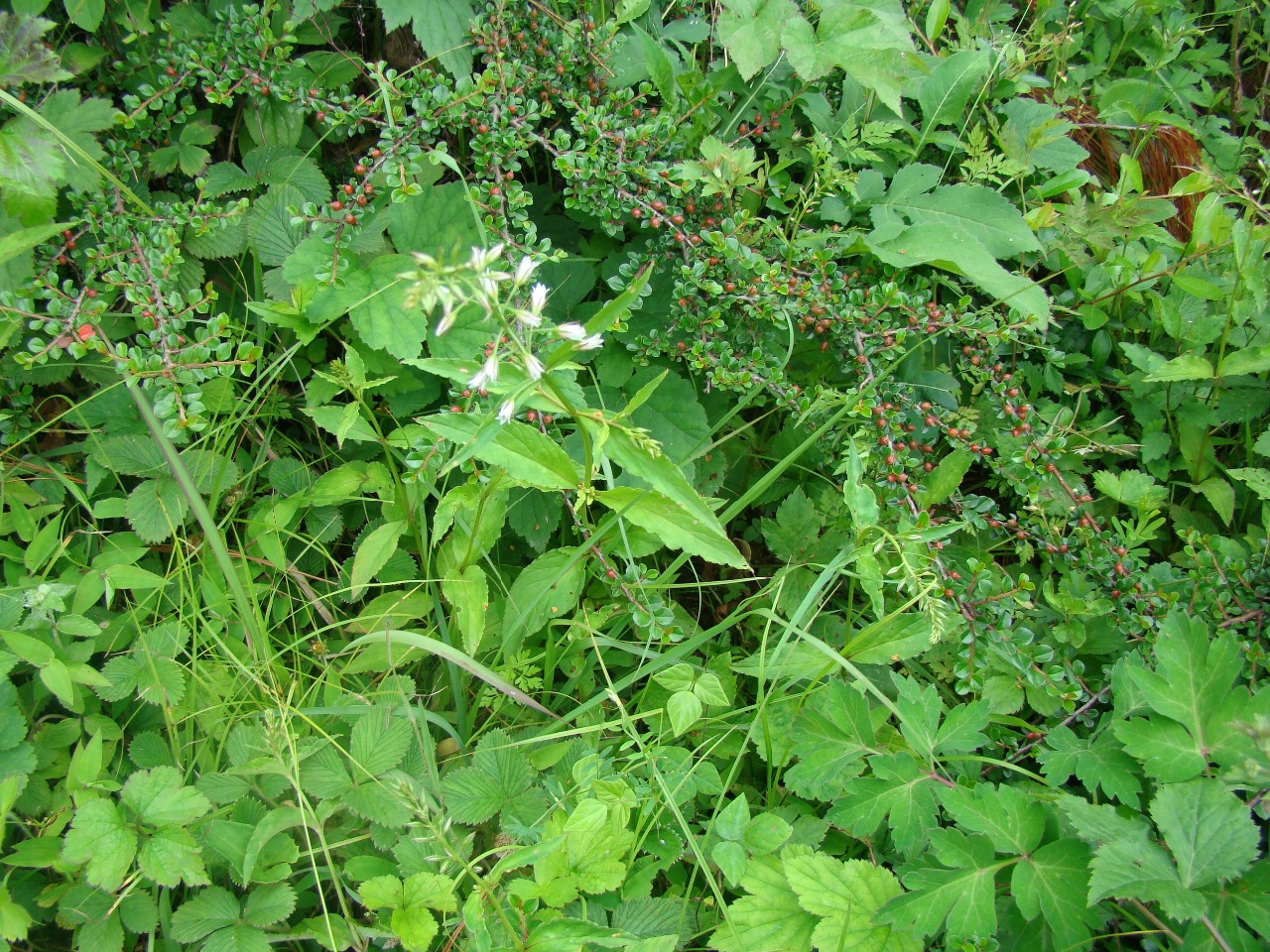 后河保护区-露珠珍珠菜(一)