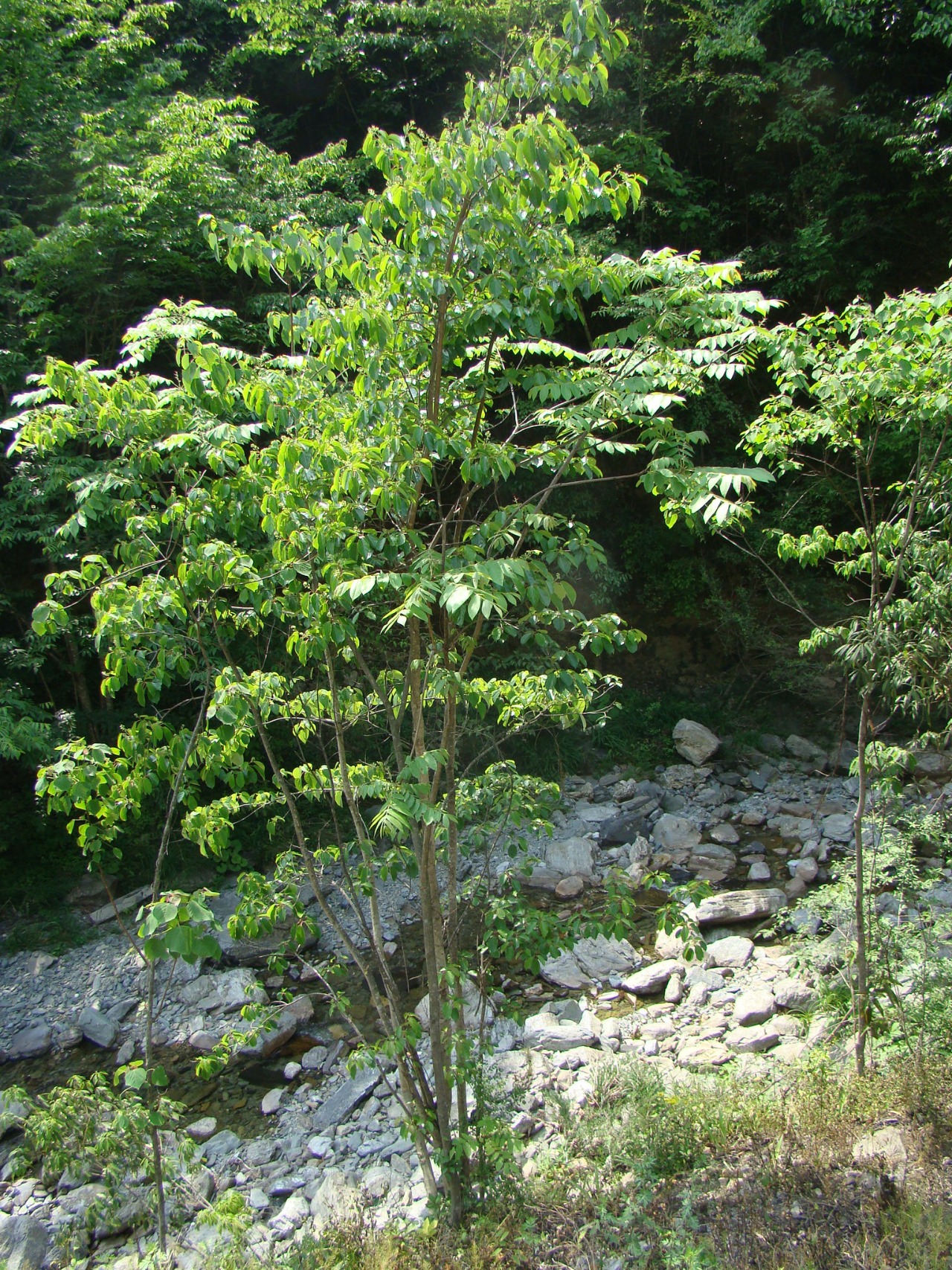 后河保护区山羊角树一