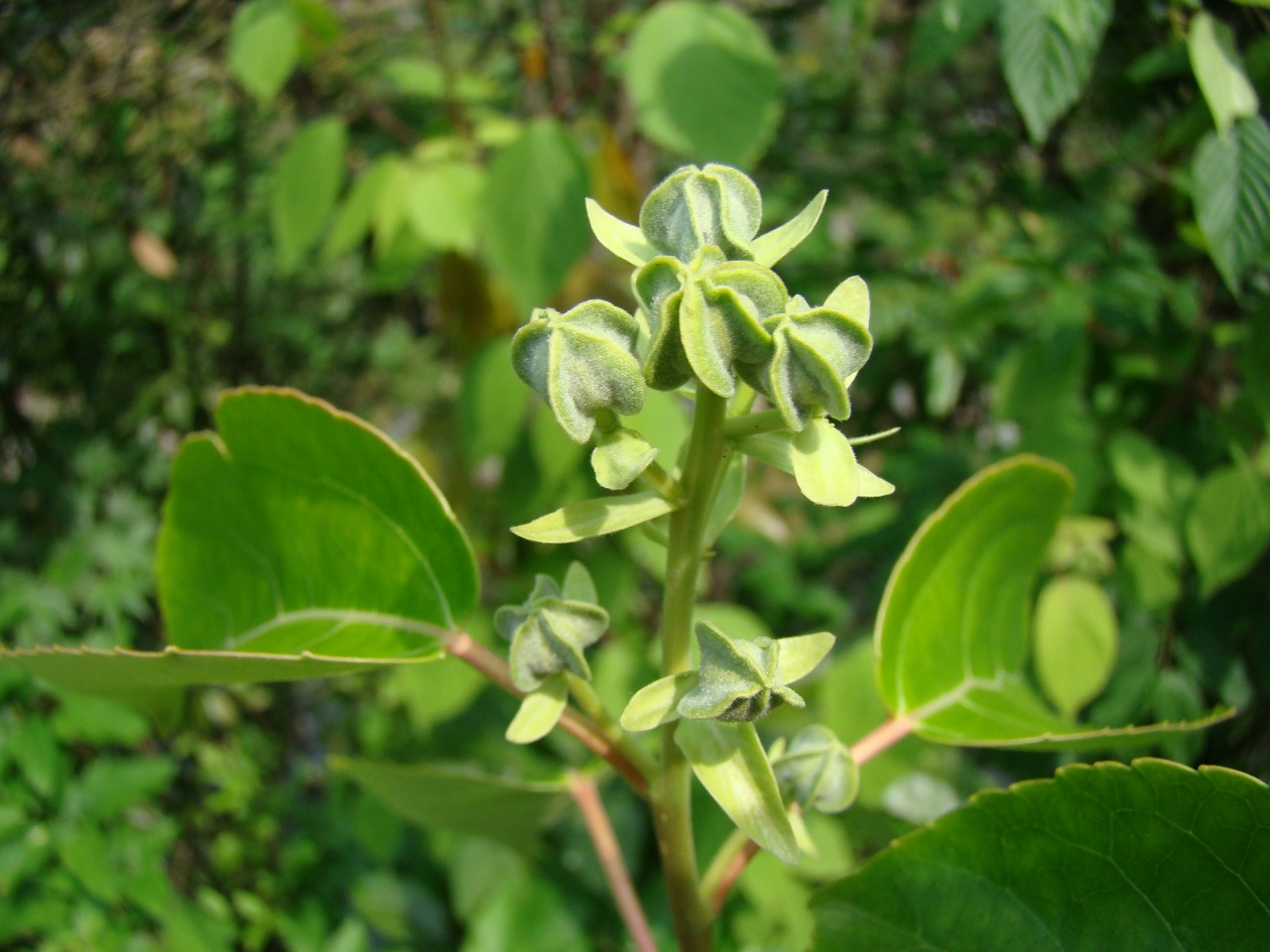 首页 保护地植物物种卡 乔木 > 正文种名(中)*: 山羊角树 学名(拉丁名