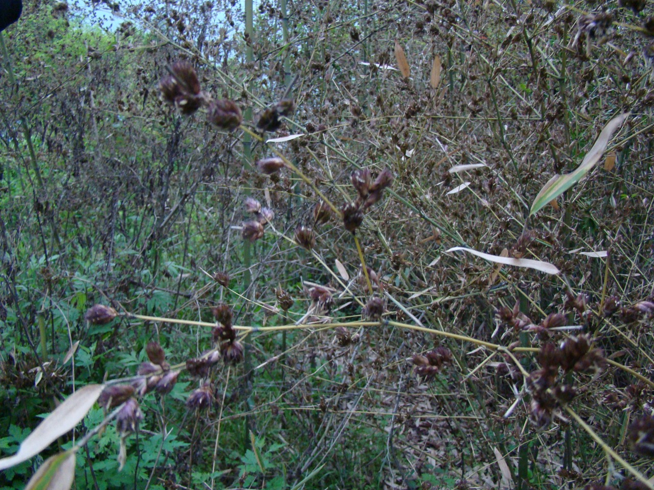 DSC01066