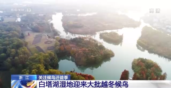 生态环境持续改善 来这些地方越冬的候鸟越来越多 - 关注森林