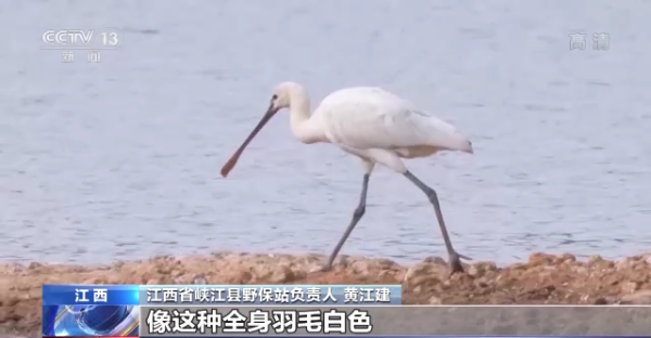 【生态环境】生态环境持续改善 来这些地方越冬的候鸟越来越多 _www.isenlin.cn