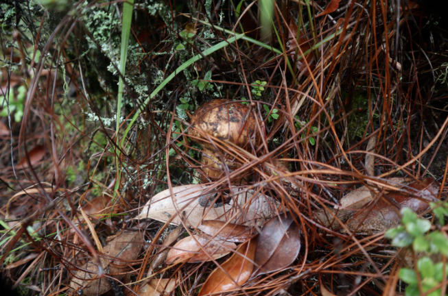 楚雄州委宣傳部 供圖