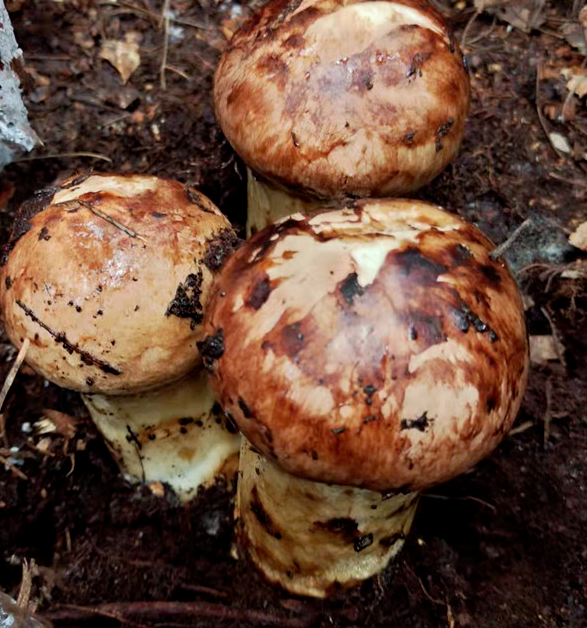 楚雄州委宣傳部 供圖