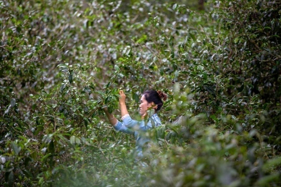 云南景邁山茶農(nóng)正在趕采春尾茶?；⒆駮?huì) 攝