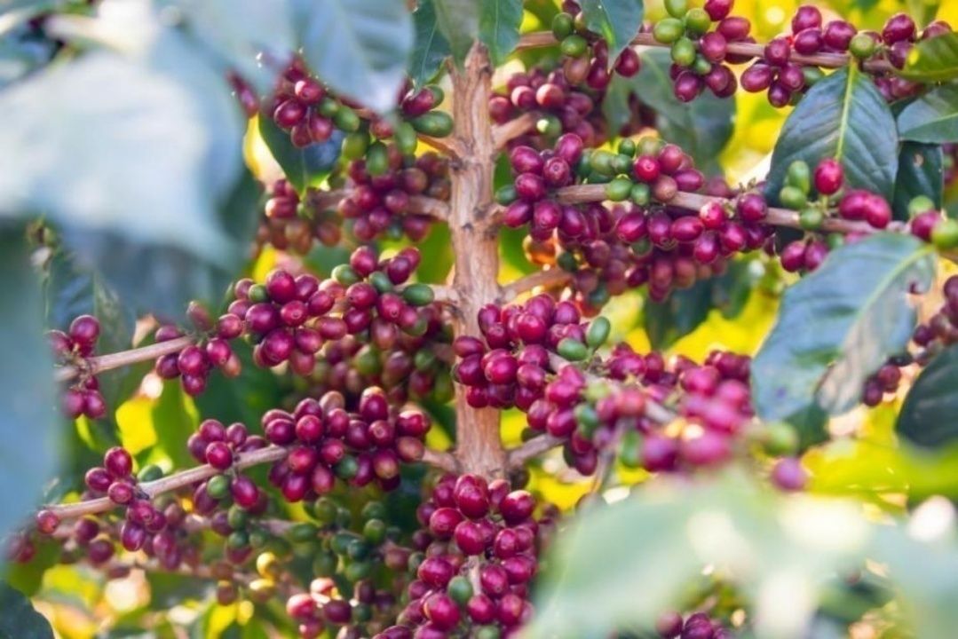 紅彤彤的咖啡果。虎遵會(huì) 攝