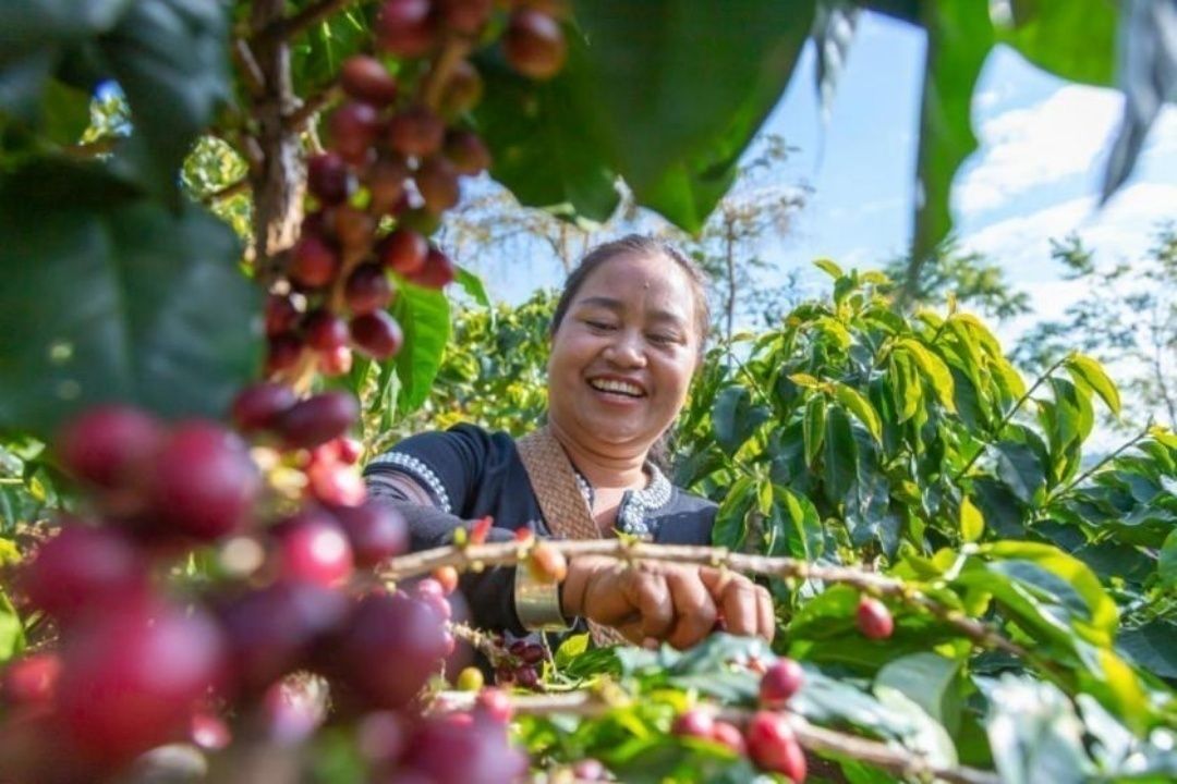 普洱孟連咖農(nóng)正在采摘咖啡。虎遵會(huì) 攝