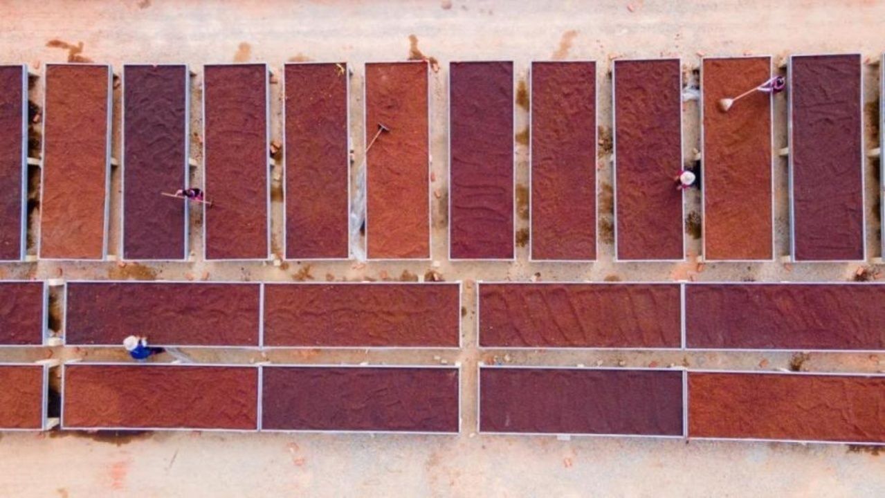 普洱咖農(nóng)正在翻曬咖啡果?；⒆駮?huì) 攝