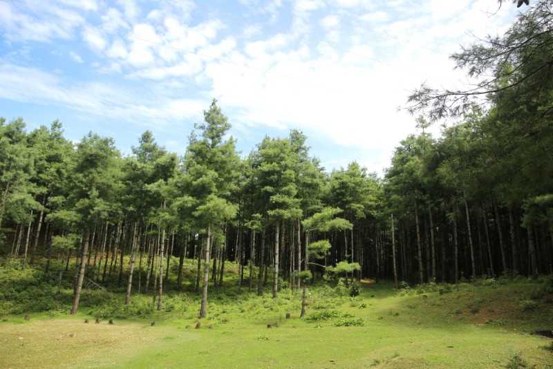 青翠的華山松。李建鋒 攝