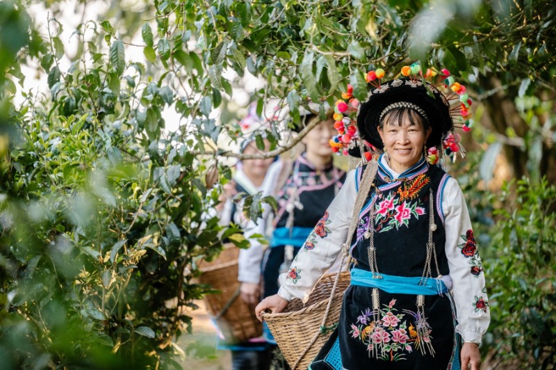 群眾準(zhǔn)備去采茶。南華縣兔街鎮(zhèn) 供圖