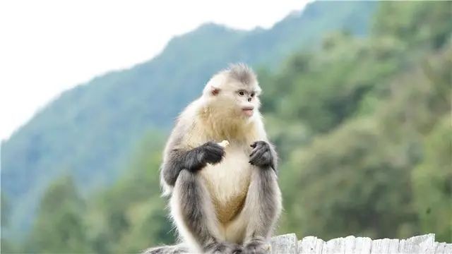 滇金絲猴。白馬雪山國(guó)家級(jí)自然保護(hù)區(qū) 供圖