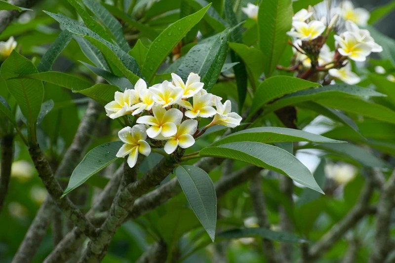 雞蛋花