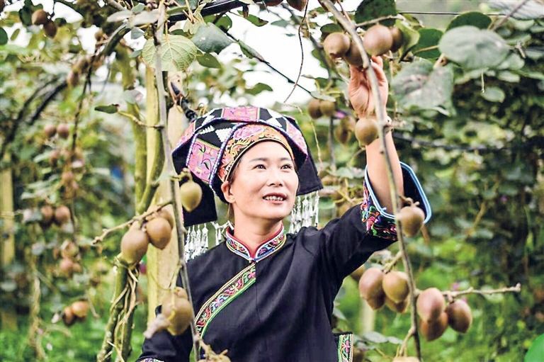 三光村出產(chǎn)獼猴桃。西疇縣委宣傳部 供圖