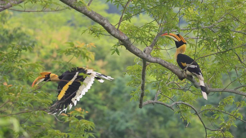 雙角犀鳥。鄭山河 攝