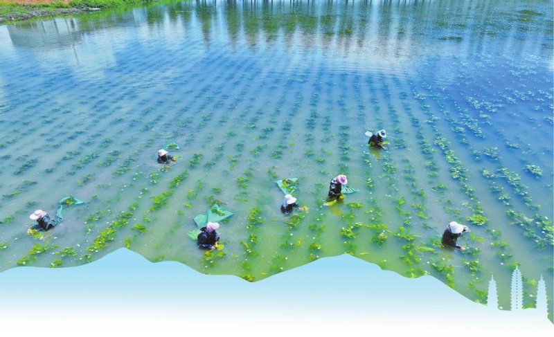洱源縣海菜種植基地。王毅 攝