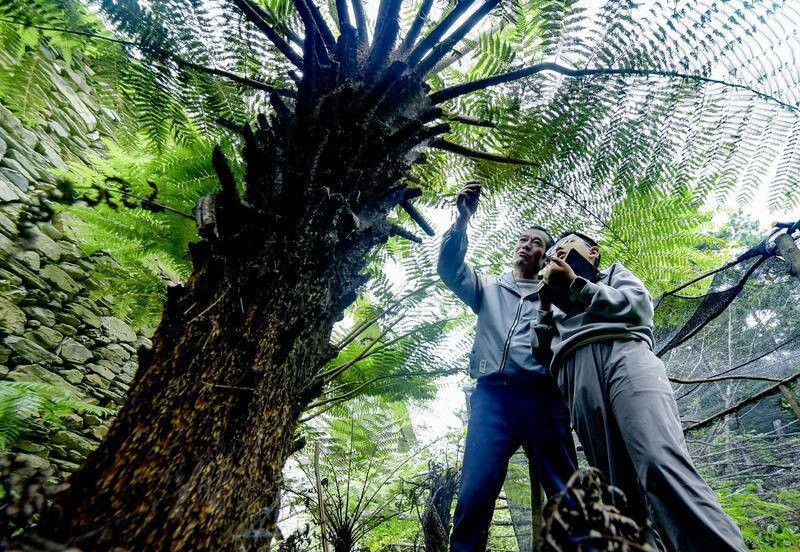 無量山國家級自然保護區(qū)護林員正在給一位小朋友講解“活化石”桫欏的科普知識。
