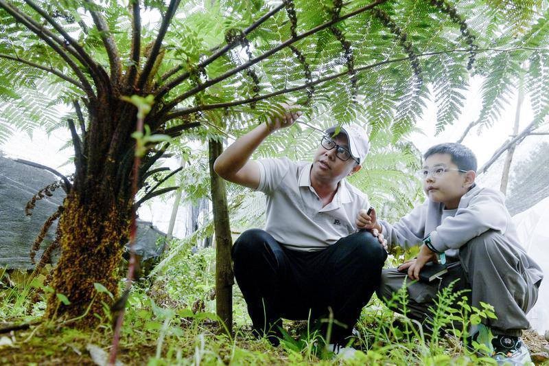 無量山國家級自然保護區(qū)護林員正在給一位小朋友講解“活化石”桫欏的科普知識。