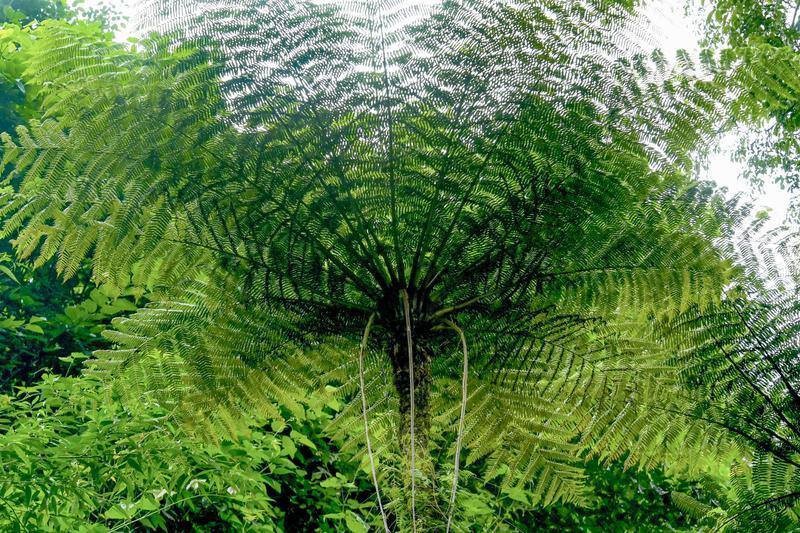 無量山國家級自然保護區(qū)的植物“活化石”——桫欏。