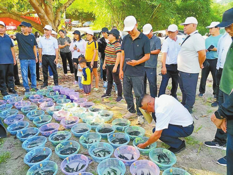 公證員核對(duì)魚(yú)苗規(guī)格。記者 李春林 攝
