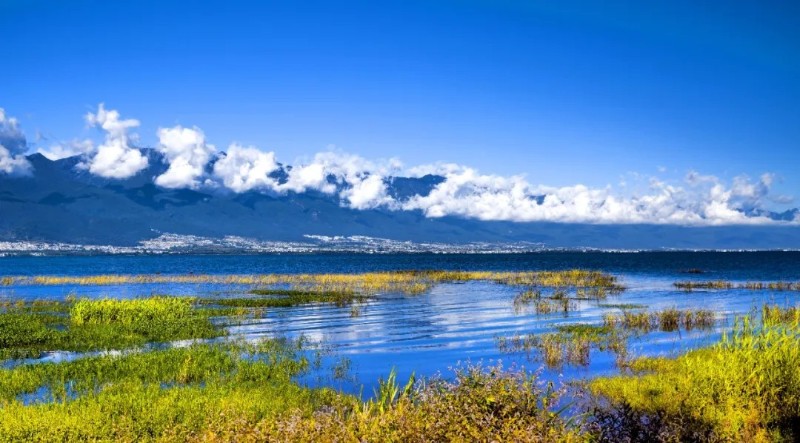 洱海濕地。鄭興 攝