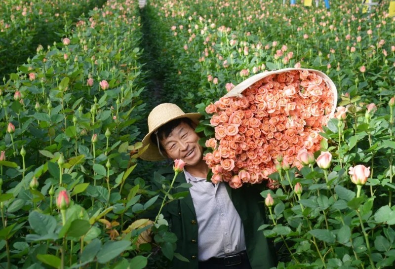 花農(nóng)在晉寧康龍花卉種植基地采收高品質(zhì)的粉玫瑰。楊崇云 攝