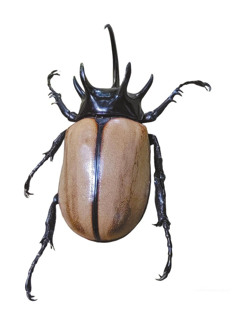 細角疣犀金龜 通訊員 羅斌 攝