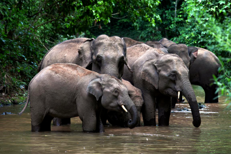 生活在西雙版納國家級自然保護區(qū)的亞洲象。羅愛東 攝