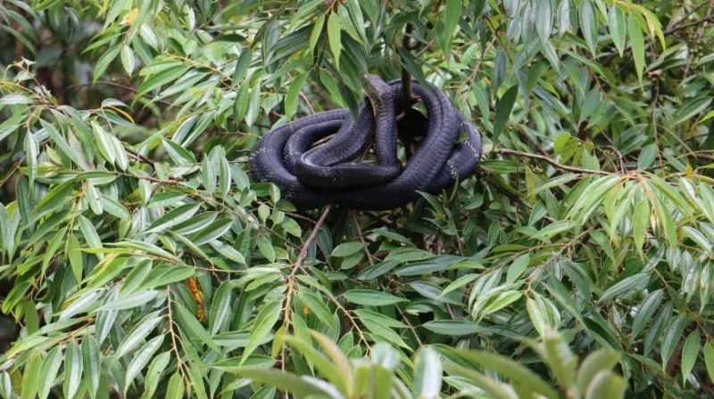 眼鏡王蛇盤踞樹冠