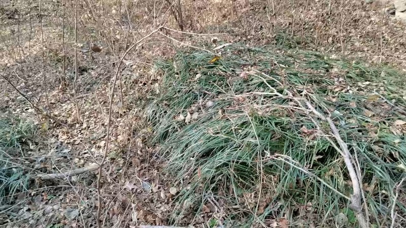 視頻預(yù)覽圖