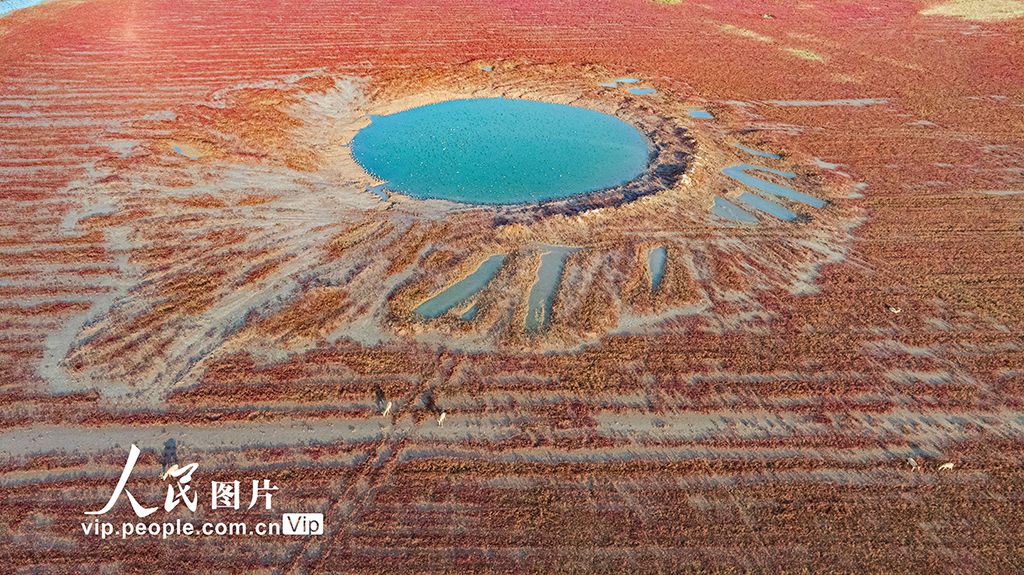 江苏东台：生态湿地麋鹿欢