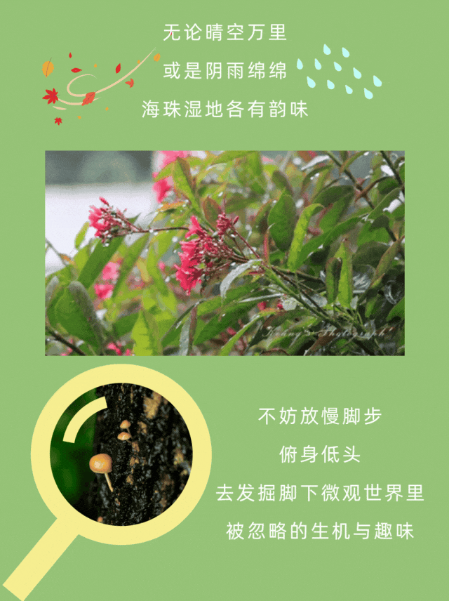 路边生物随机电台 副本10.gif