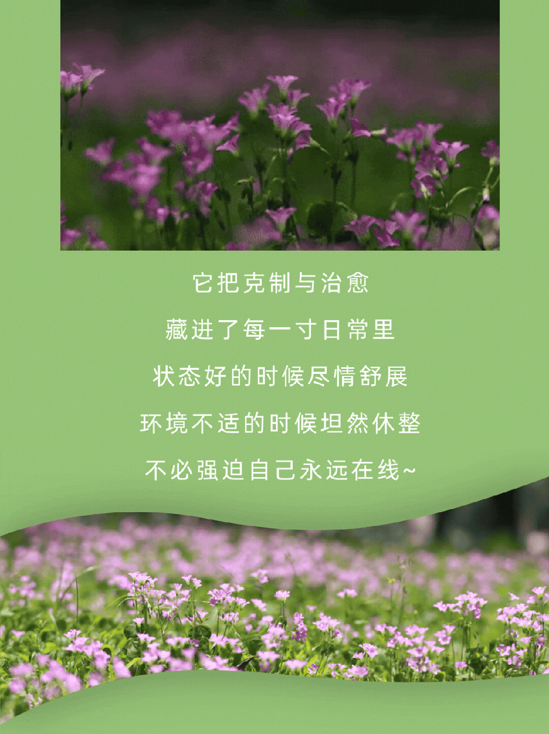 路边生物随机电台 9.gif