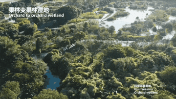 果林变湿地.gif