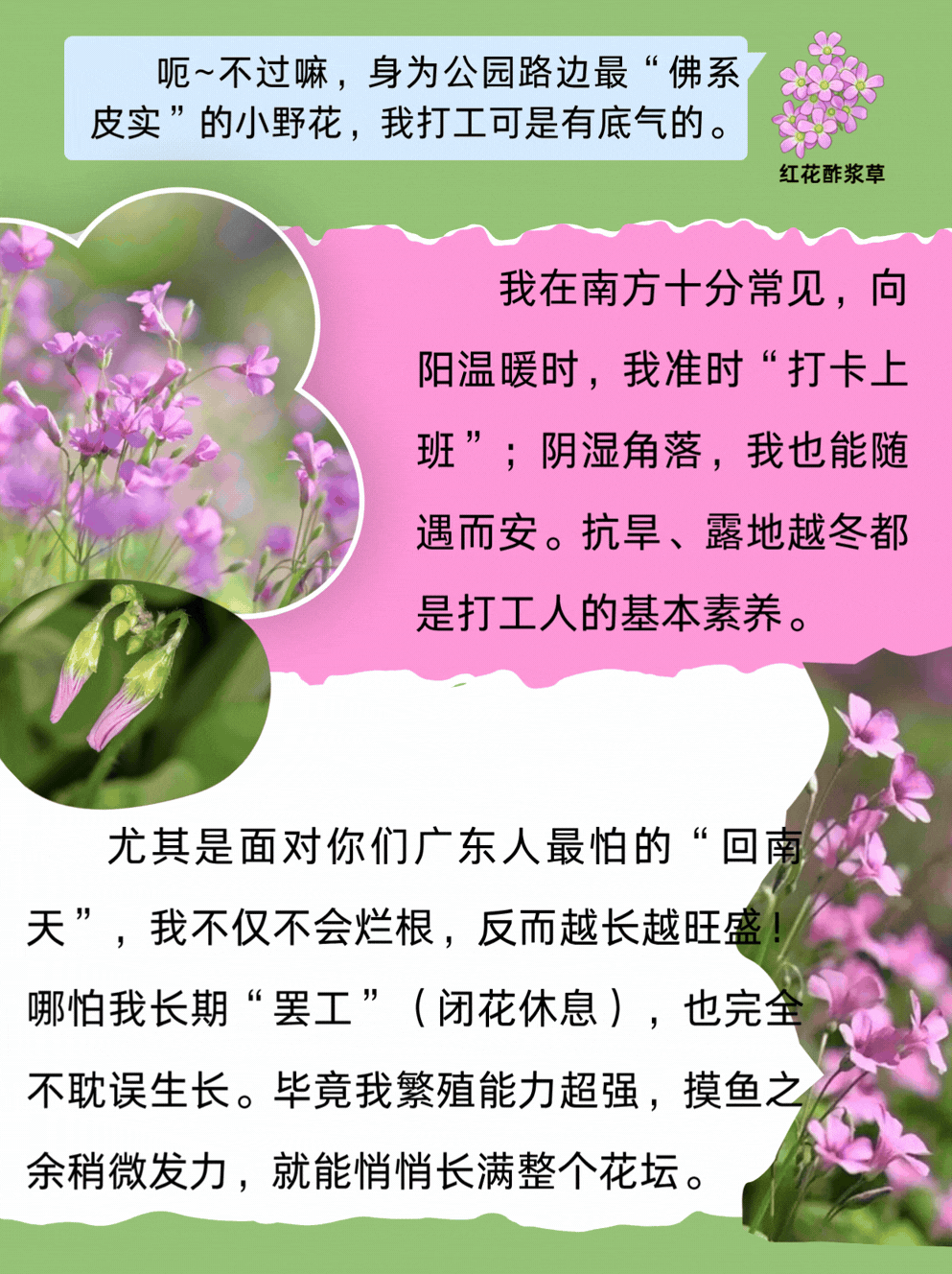 路边生物随机电台 7.gif