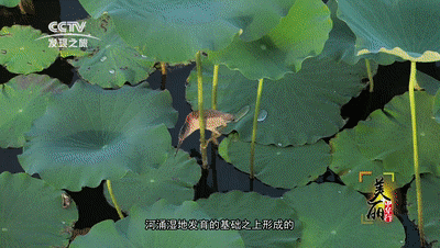 广州“绿心” 海珠湿地高清台标版[00_05_24--00_05_28]