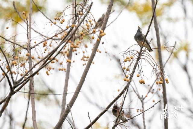 广东广州海珠国家湿地公园内，春季时灰椋鸟在枝头上停留。梁钜聪 摄