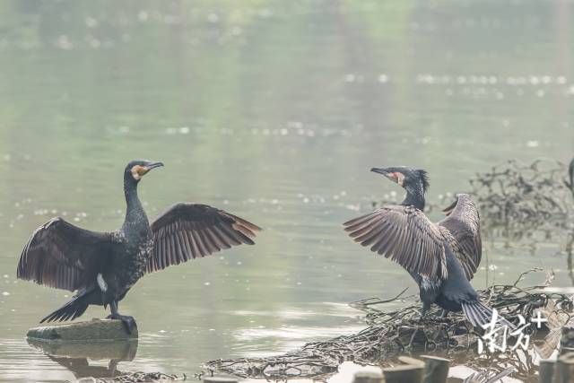广东广州海珠国家湿地公园内，两只鸬鹚闯入了鹭鸟岛苍鹭们的领地内展翅拍翼。